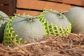 Fresh melons on straw. Close up. Organic fruit Royalty Free Stock Photo