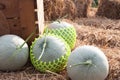 Fresh melons on straw ready go to farmer market. Healthy