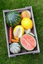 Fresh melons Royalty Free Stock Photo