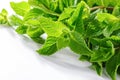 Mentha Mint plants close-up on white background