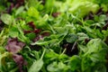 Fresh Mesclun Mix Salad