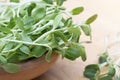 fresh micro green Sunflower sprouts in wooden bowl