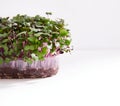 Fresh micro green of a radish arranged in a plastic box isolated on white background. Space for text. Royalty Free Stock Photo