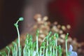 Fresh micro greens closeup. Growing sunflower sprouts for healthy salad