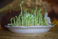 Fresh micro greens closeup. Growing sunflower sprouts for healthy salad Royalty Free Stock Photo