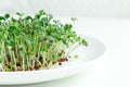 Fresh micro greens closeup. Microgreen mustard sprouts on plate. Microgreens growing Royalty Free Stock Photo