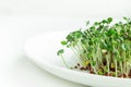 Fresh micro greens closeup. Microgreen mustard sprouts on plate. Microgreens growing Royalty Free Stock Photo