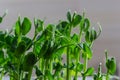 Fresh micro greens growing peas sprouts for healthy salad. Fresh natural organic product