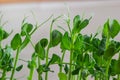 Fresh micro greens growing peas sprouts for healthy salad. Fresh natural organic product