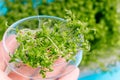 Fresh micro greens . healthy salad. Eating right. Healthy eating concept of fresh garden produce organically grown as a symbol of Royalty Free Stock Photo
