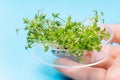 Fresh micro greens . healthy salad. Eating right. Healthy eating concept of fresh garden produce organically grown as a symbol of Royalty Free Stock Photo