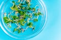 Fresh micro greens . healthy salad. Eating right. Healthy eating concept of fresh garden produce organically grown as a symbol of Royalty Free Stock Photo