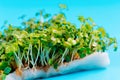 Fresh micro greens . healthy salad. Eating right. Healthy eating concept of fresh garden produce organically grown as a symbol of