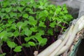 Fresh micro greens of kohlrabi sprouts. Concept of healthy food, indoor gardening, balcony garden.