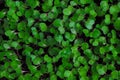 Fresh micro greens of kohlrabi sprouts. Concept of healthy food, indoor gardening, balcony garden.