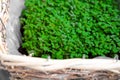 Fresh micro greens of mitsuna sprouts. Concept of healthy food, indoor gardening, balcony garden.
