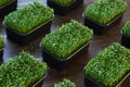 Fresh micro greens in a plastic boxes on wood