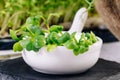 Fresh micro greens at white background . healthy salad. Eating right. Healthy eating concept of fresh garden produce organically Royalty Free Stock Photo