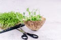 Fresh micro greens at white background . healthy salad. Eating right. Healthy eating concept of fresh garden produce organically Royalty Free Stock Photo