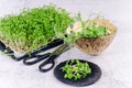 Fresh micro greens at white background . healthy salad. Eating right. Healthy eating concept of fresh garden produce organically Royalty Free Stock Photo