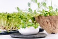 Fresh micro greens at white background . healthy salad. Eating right. Healthy eating concept of fresh garden produce organically Royalty Free Stock Photo