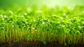 Fresh microgreen growth in fertile earth, highlighting organic agriculture and health. Concept of sustainable Royalty Free Stock Photo