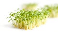 Fresh microgreens close up Royalty Free Stock Photo
