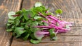 Fresh microgreens close up, representing healthy food concept for a nutritious diet Royalty Free Stock Photo