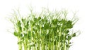 Fresh microgreens of Peas isolated on white background Royalty Free Stock Photo