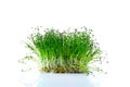 Fresh microgreens. Sprouts of chives isolated on white