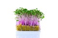 Fresh microgreens. Sprouts of kohlrabi isolated on white Royalty Free Stock Photo