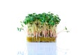 Fresh microgreens. Sprouts of radish daikon isolated on white Royalty Free Stock Photo