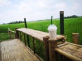 fresh milk blended with green rice fields