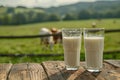 Fresh milk in glass with blurred landscape with cow on sunny spring or summer meadow Royalty Free Stock Photo