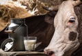 Fresh milk in glass and can and brown cow standing behind Royalty Free Stock Photo