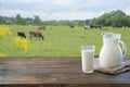 Fresh milk in glass on dark wooden table and blurred landscape with cow on meadow. Healthy eating. Rustic style. Royalty Free Stock Photo