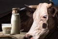 Fresh milk in glass and jar and brown cow standing behind Royalty Free Stock Photo