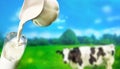 Fresh milk pour into glass with a background of a dairy cow in grass field farm Royalty Free Stock Photo