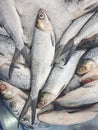 Singapore Fresh Milkfish sold in the market 