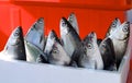 Fresh milkfish for sale