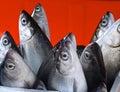 Fresh milkfish for sale