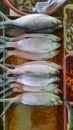 Fresh milkfish sold in the market