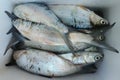 Fresh milkfish with white color