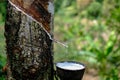 Fresh milky Latex flows into a plastic bowl in from para rubber tree