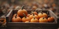 Fresh mini pumpkins in rustic wooden crate. Royalty Free Stock Photo