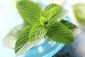 Fresh mint Royalty Free Stock Photo