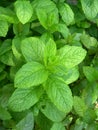 Fresh mint Royalty Free Stock Photo