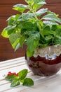 Fresh mint in bowl on wooden table. Selective focus.Peppermint in small basket on natural wooden background,Mint leaves Royalty Free Stock Photo