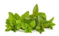 Fresh mint bunch Royalty Free Stock Photo