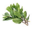 Fresh mint bunch Royalty Free Stock Photo